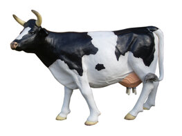201 Levensgrote Melk Koe
