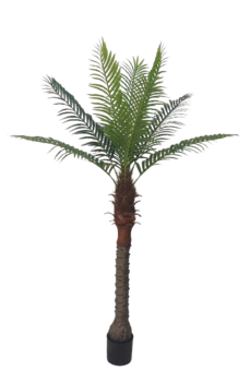 Palmtree 190cm