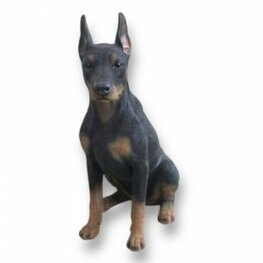 Dobberman Pup