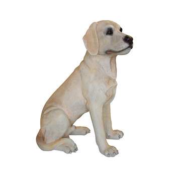 Levengrote Labrador Hond