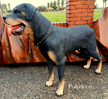 Levensgrote Rottweiler Hond