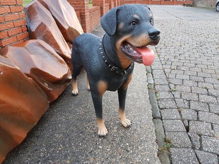 Levensgrote Rottweiler Hond