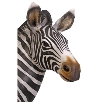 Levensgrote Zebra Baby