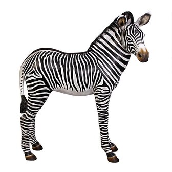 Levensgrote Zebra Baby