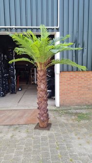 Kunstboom Beachpalm 250cm