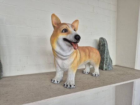 Hond corgi