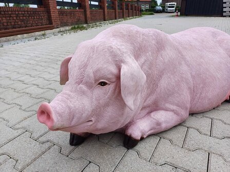 Groot Liggend varken