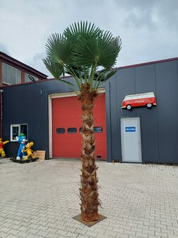 Palmtree 400cm