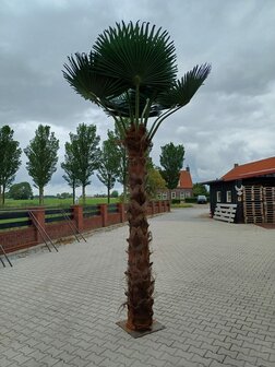 Palmtree 400cm