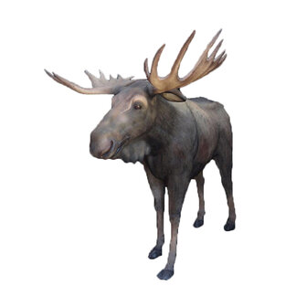 Moose Lifesize