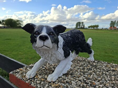 Bordercollie hond