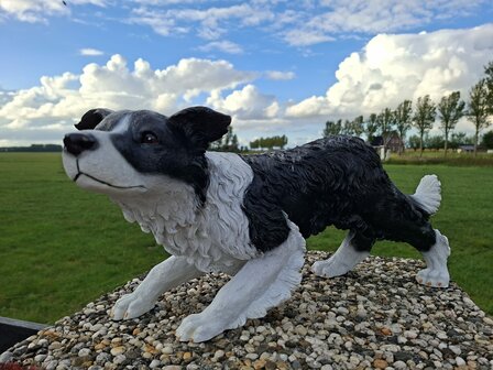 Bordercollie hond