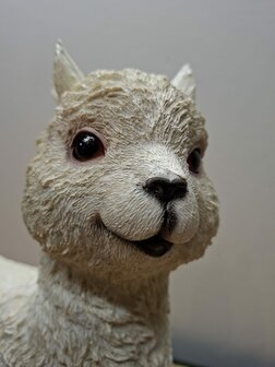 Alpaca creme kleur