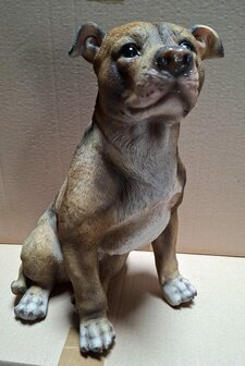 Amerikaanse Bulldog 