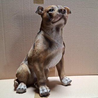 Amerikaanse Bulldog 