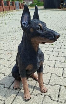 Dobberman Pup