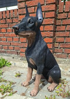 Dobberman Pup