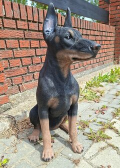 Dobberman Pup