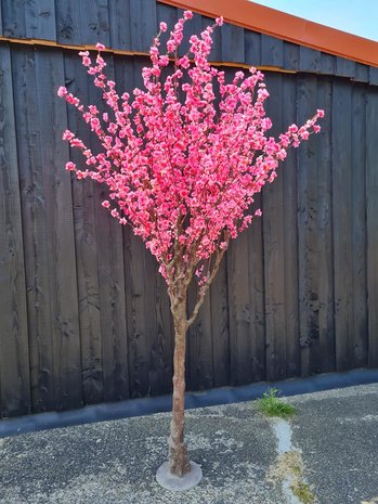 A5 Bloesemboom Pink Hoogte 240 cm (niet demontabel)