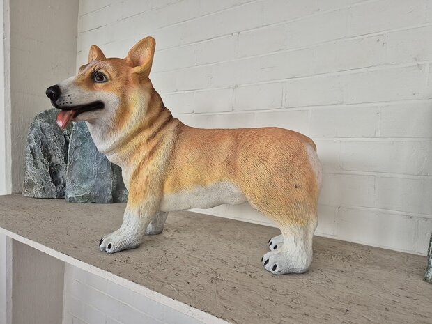 Hond corgi