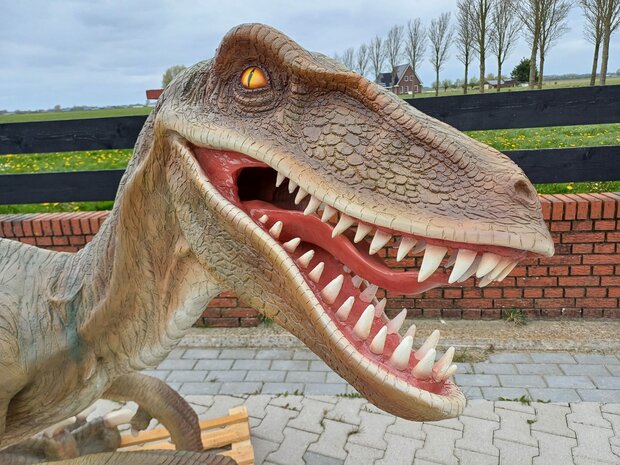 Velociraptor dinosaurus