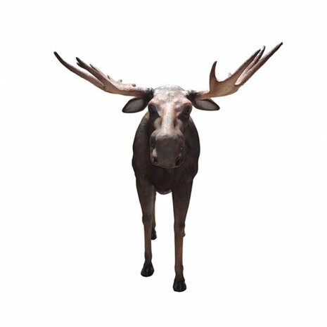 Moose Lifesize