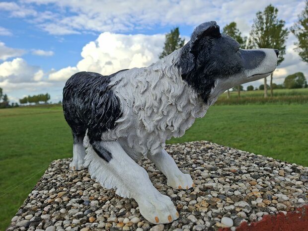 Bordercollie hond