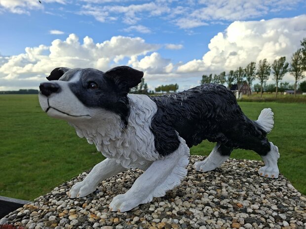 Bordercollie hond