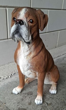 Boxer zit