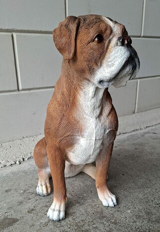 Boxer zit