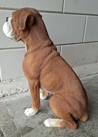 Boxer zit