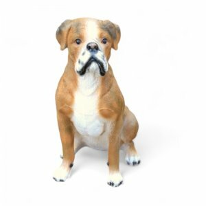 Boxer zit