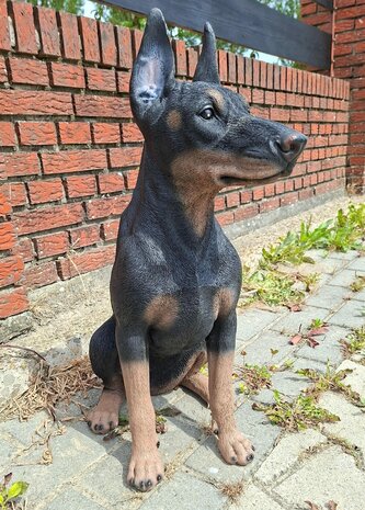 Dobberman Pup