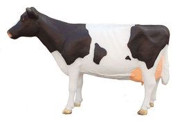 207 Levensgrote Koe Frisian Holsteiner