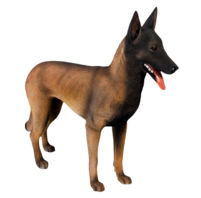 Levensgrote  Belgian Malinois – Mechelse Herder