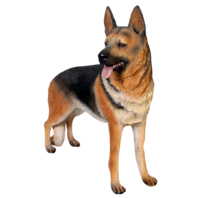 Levensgrote  Duitse Herder