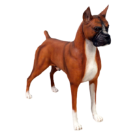 Levensgrote Boxer