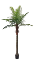 Palmtree 230cm