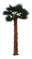 Palmtree 400cm