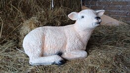 ht59 liggend lammetje